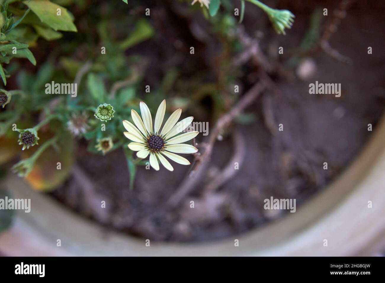 Dimorphotheca ecklonis isolé ou Osteospermum ou fleurs africaines dans un pot dans un jardin.Horizontale Banque D'Images Dimorphotheca ecklonis isolé ou Osteospermum ou fleurs africaines dans un pot dans un jardin.Horizontale Banque D'Images