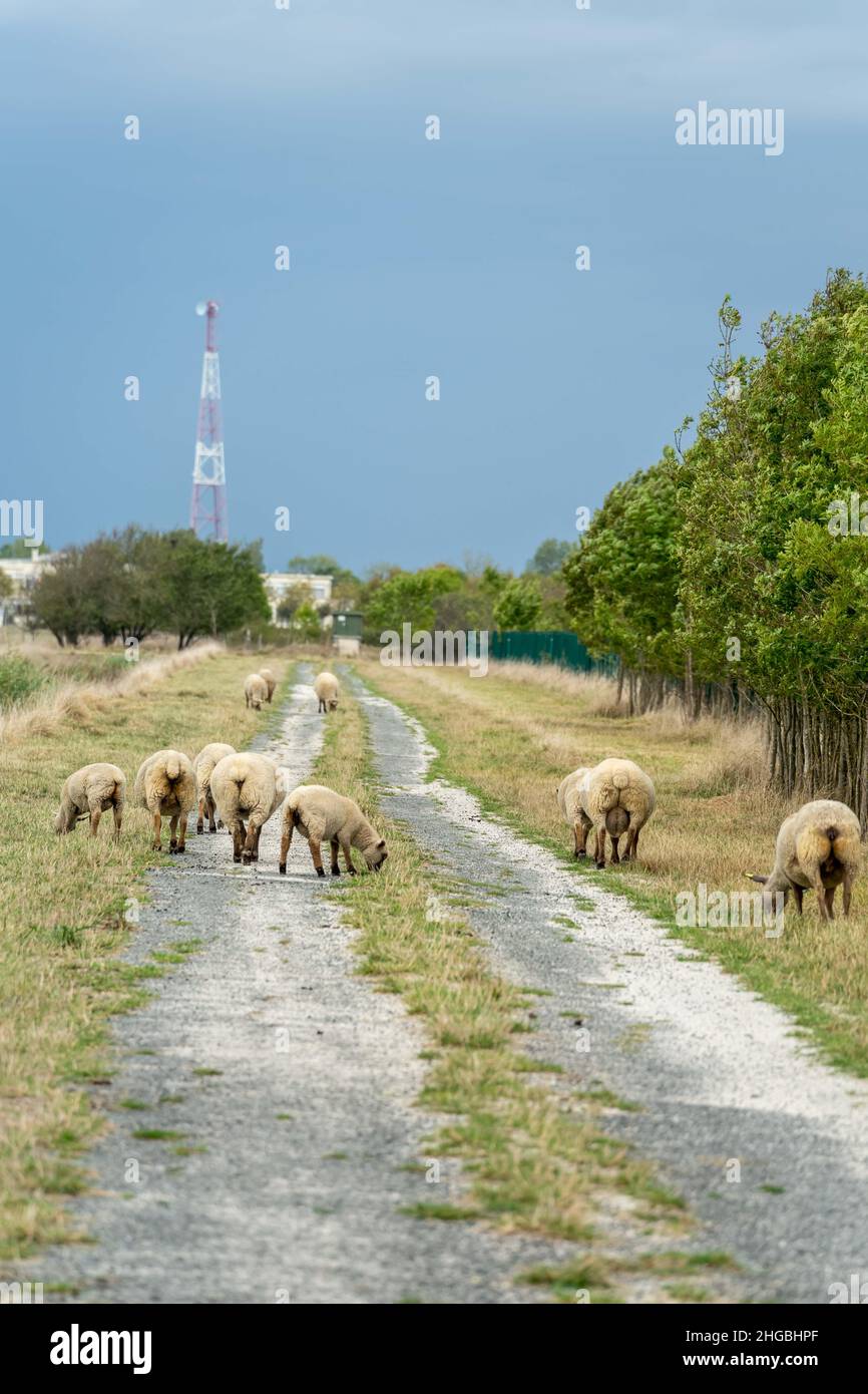 troupeau de moutons de pâturage dans la prairie à un fermier de passe-temps.moutons de couleur blanche dans l'herbe verte sur la voie. station de relais de téléphone en arrière-plan Banque D'Images