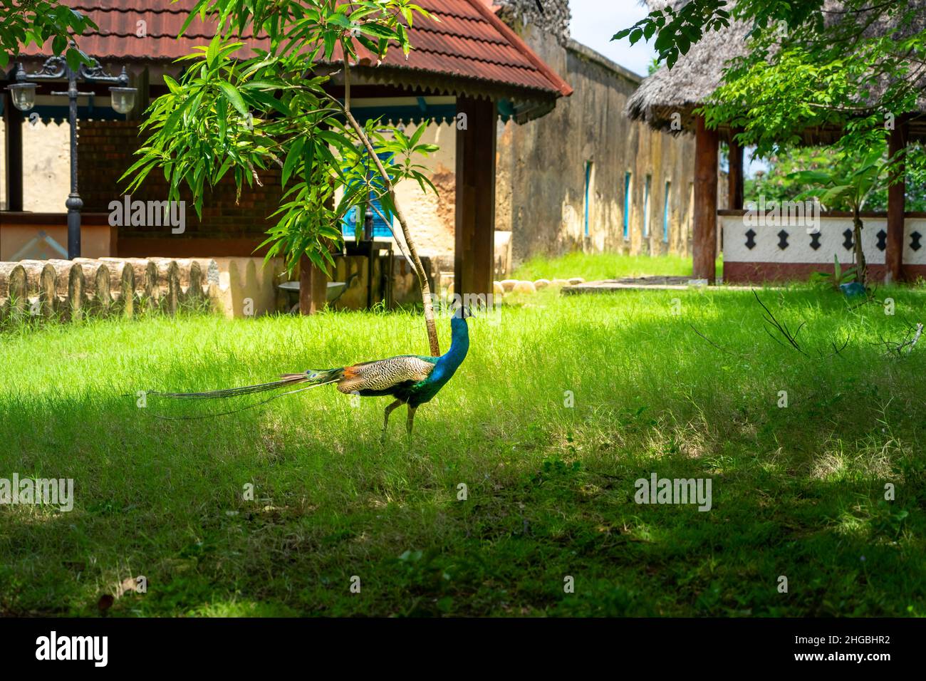 Paon isolé dans le parc sur l'île de Prizon, archipel de Zanzibar, Tanzanie Banque D'Images