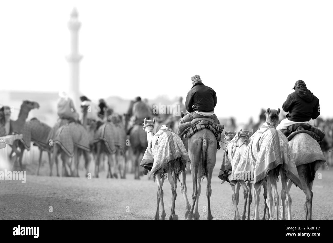 Les chameaux arabes en Camel Racing Training Track - Shahanya Doha - QATAR Banque D'Images