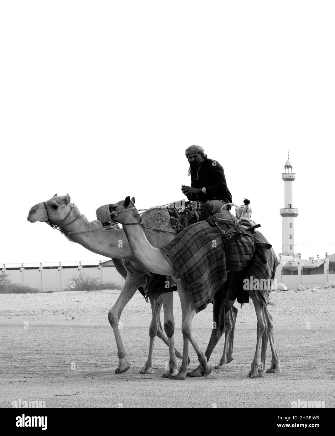 Les chameaux arabes en Camel Racing Training Track - Shahanya Doha - QATAR Banque D'Images