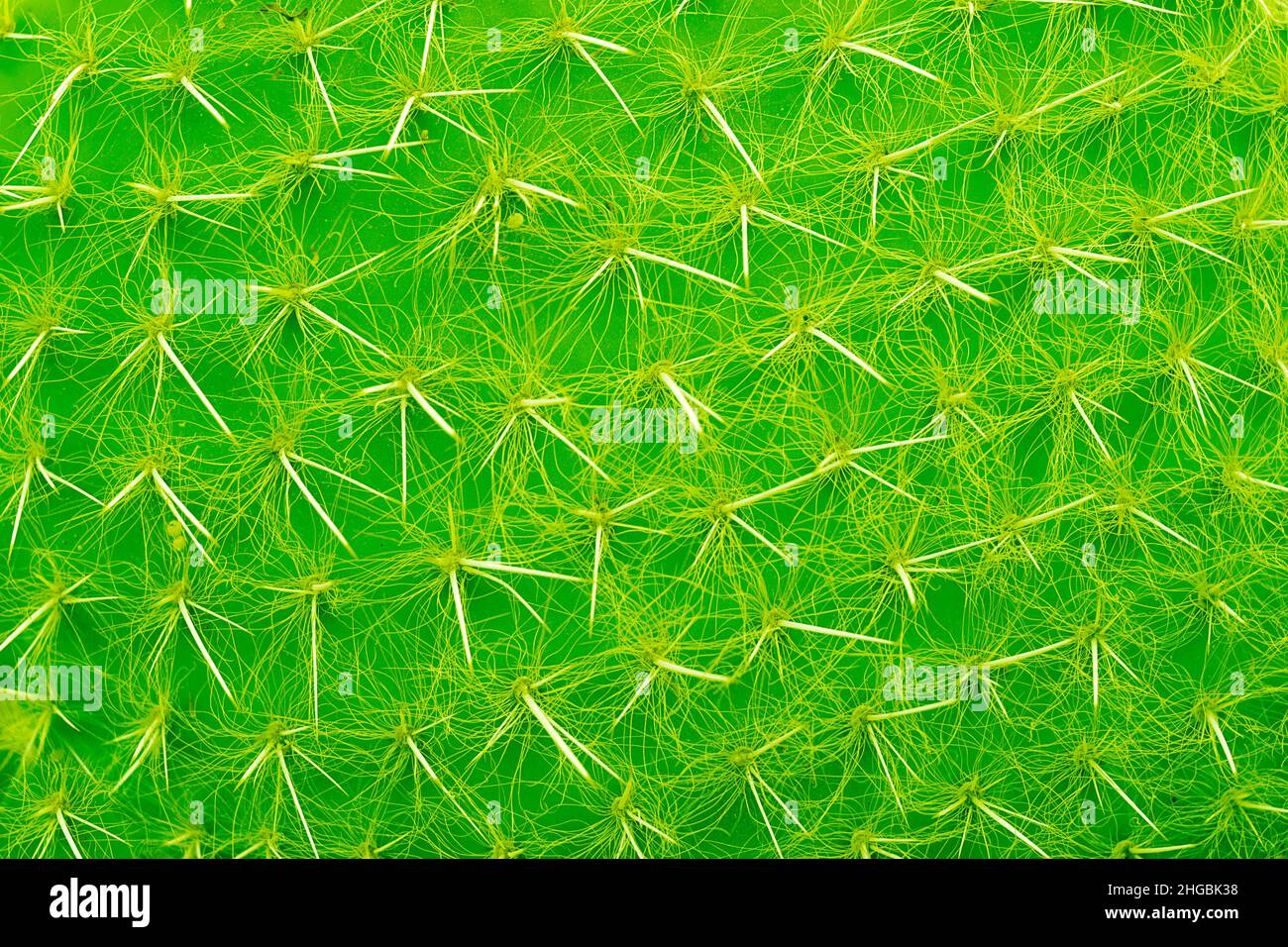Cactus, vert vif, aiguilles, texture. Banque D'Images