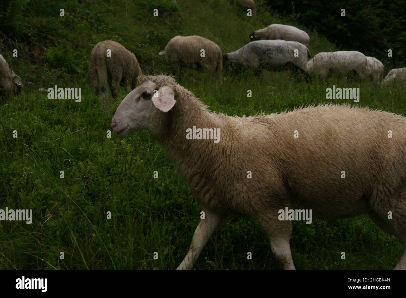 SONY DSC Banque D'Images