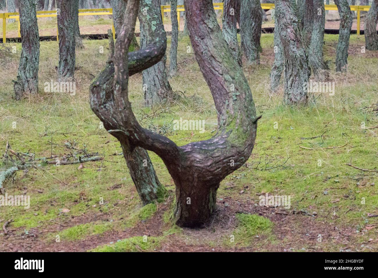 Forêt ivre Banque de photographies et d’images à haute résolution Alamy