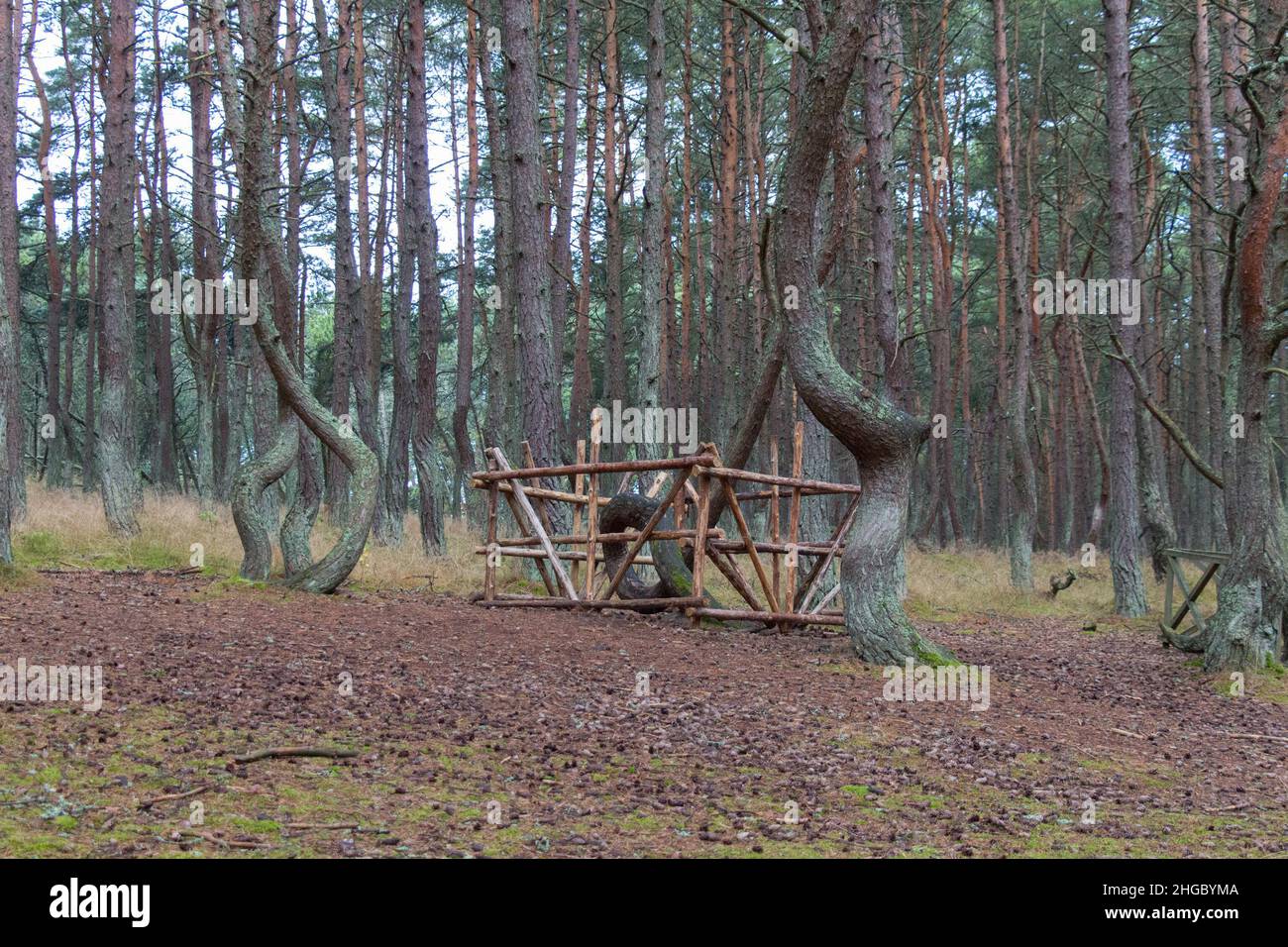 Forêt ivre Banque de photographies et d’images à haute résolution Alamy