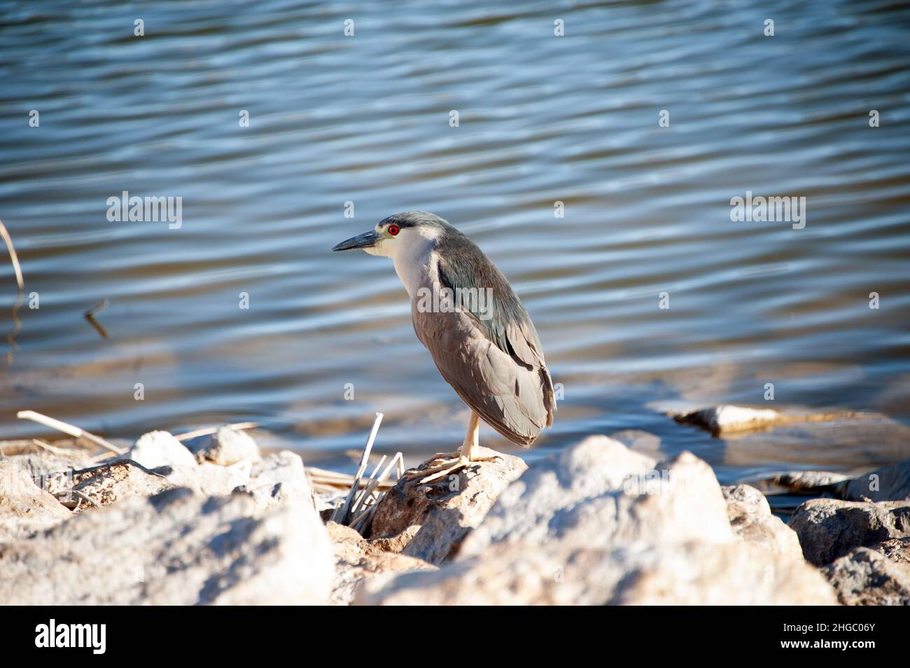 Bihoreau gris Banque D'Images