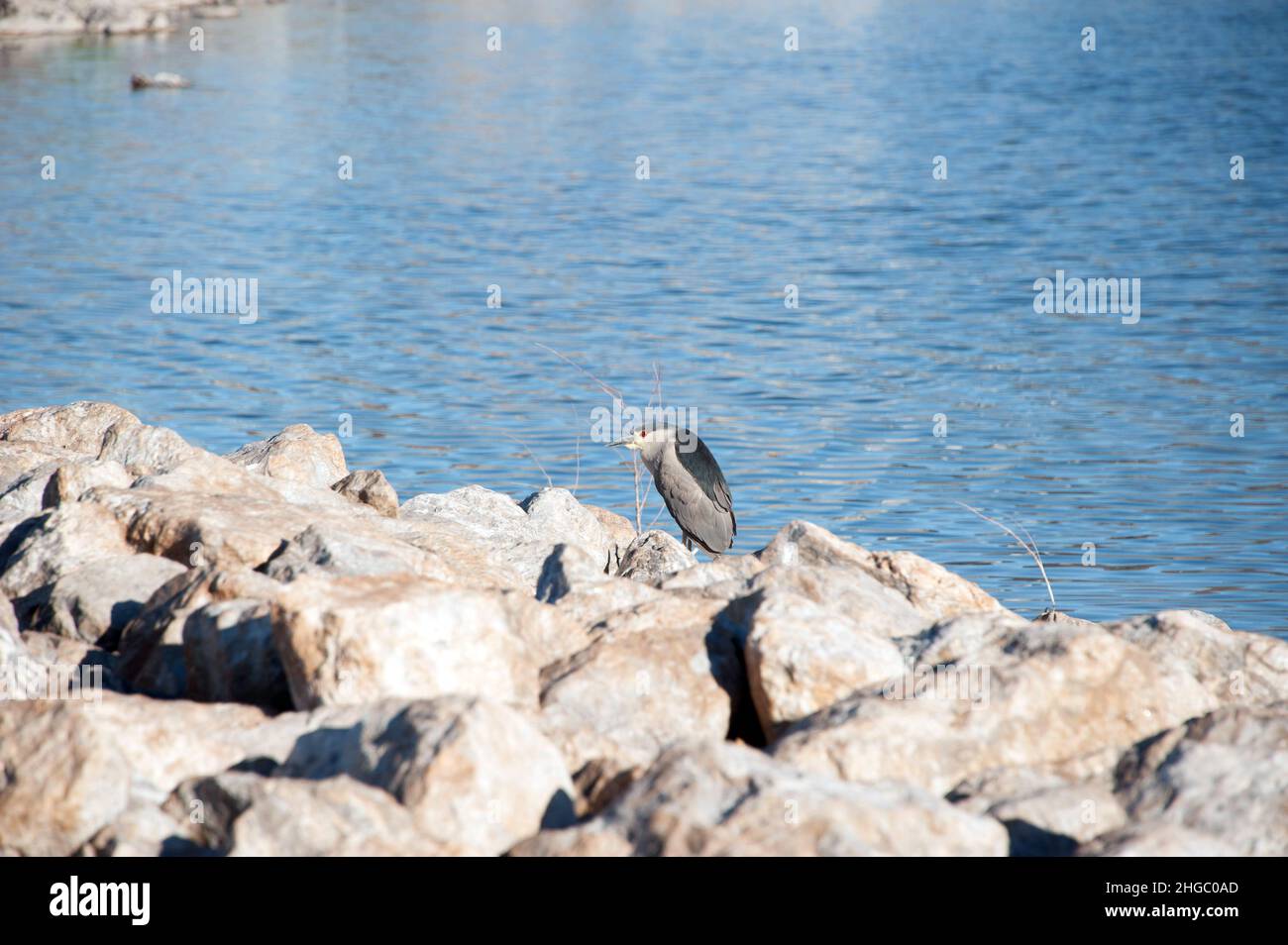 Bihoreau gris Banque D'Images