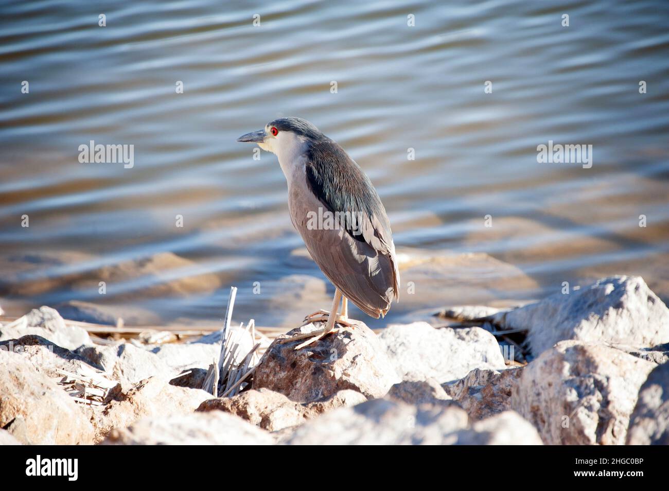 Bihoreau gris Banque D'Images