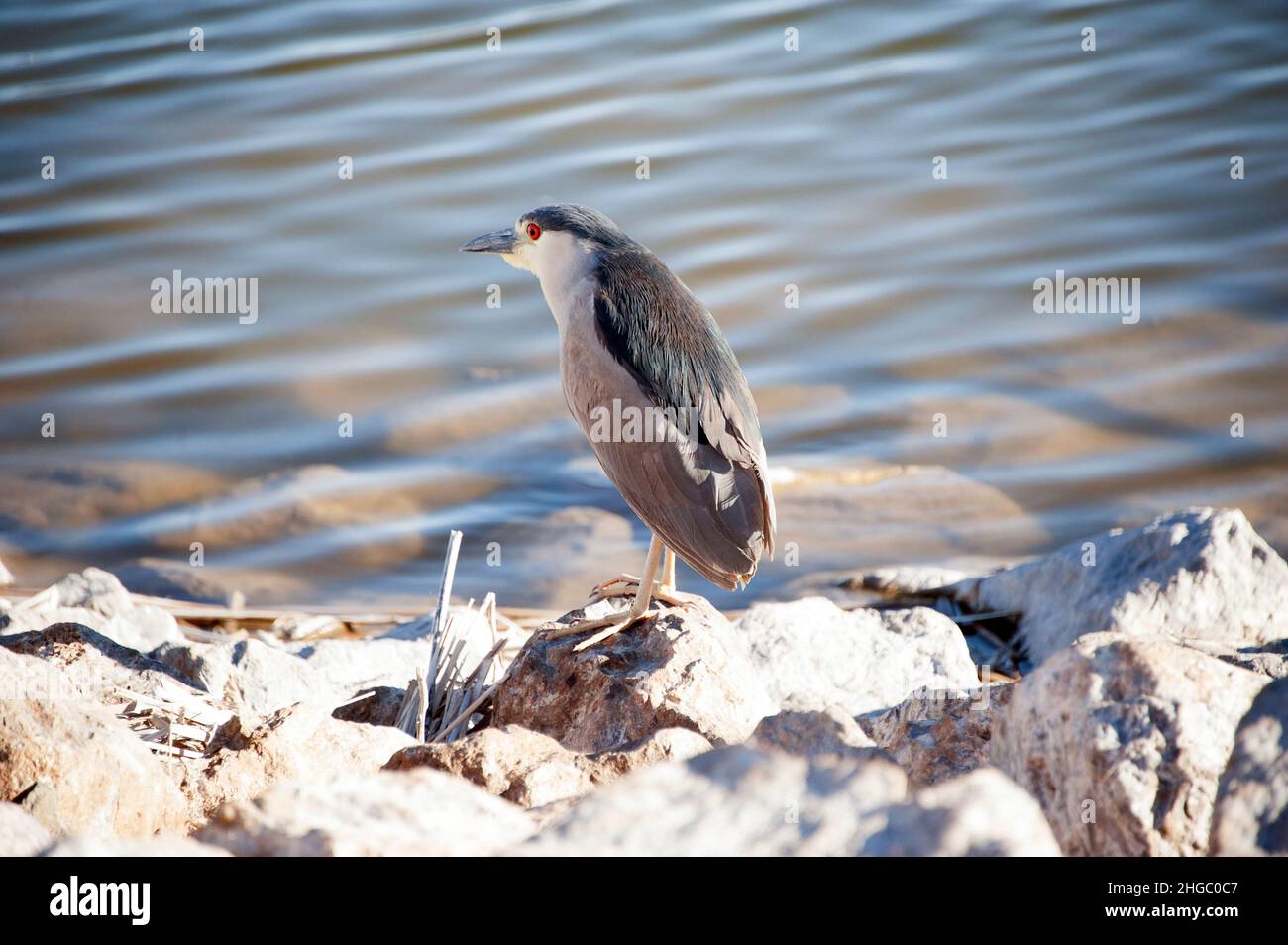 Bihoreau gris Banque D'Images