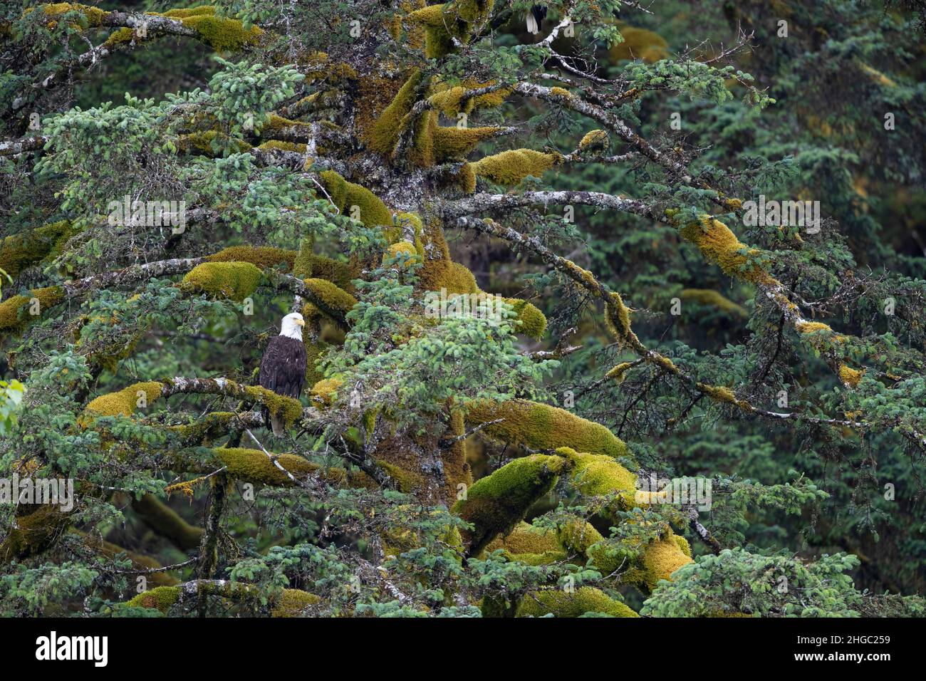 Aigle à tête blanche adulte, Haliaeetus leucocephalus, dans l'épinette de Sitka près de Gustavus, dans le sud-est de l'Alaska, aux États-Unis. Banque D'Images