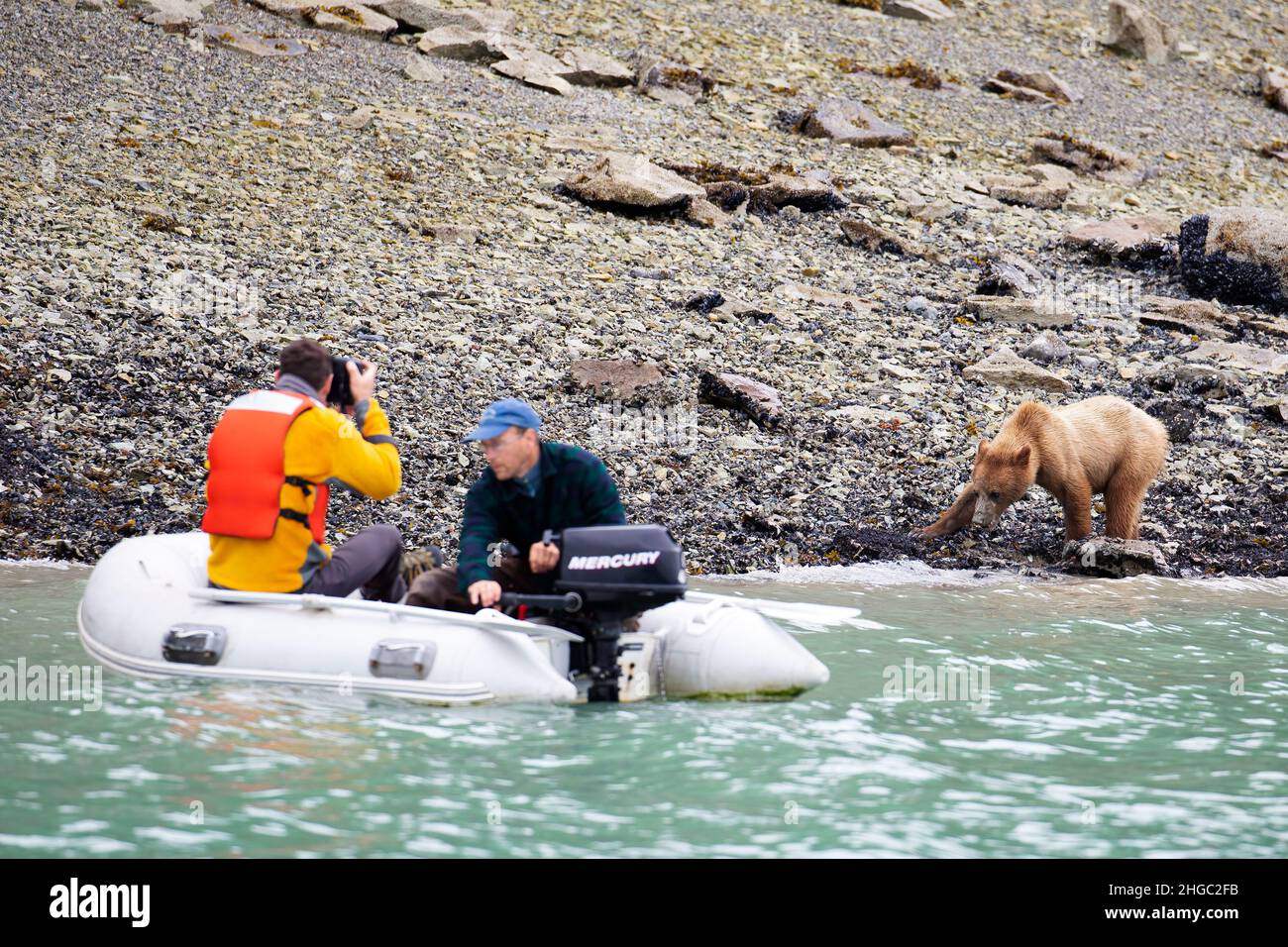 Touristes photographiant l'ours sauvage, East Arm, parc national de Glacier Bay, sud-est de l'Alaska, États-Unis. Banque D'Images