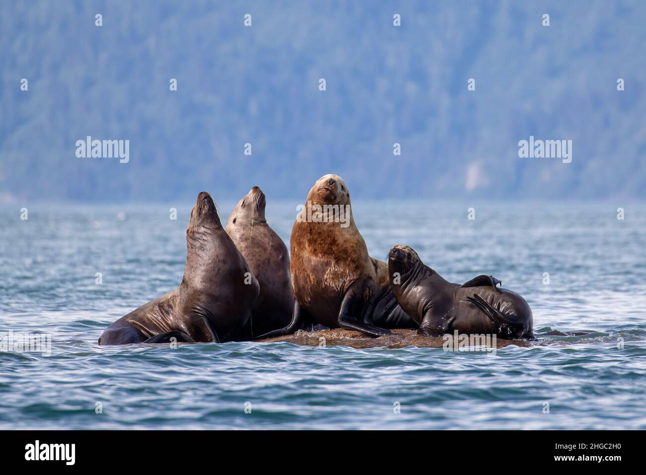 Steller Sea lion, Eumetopias jubatus, site de transport, South Marble Islands, parc national de Glacier Bay, Alaska, États-Unis. Banque D'Images