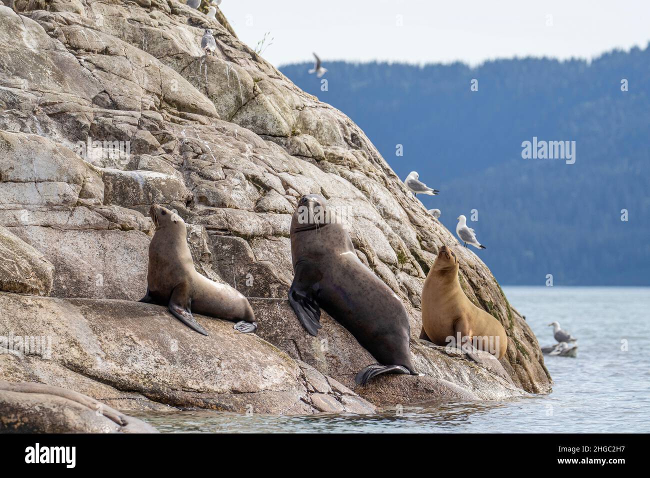 Steller Sea lion, Eumetopias jubatus, site de transport, South Marble Islands, parc national de Glacier Bay, Alaska, États-Unis. Banque D'Images
