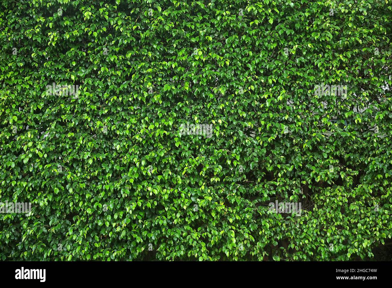 Fond de paroi feuille vert naturel. Banque D'Images