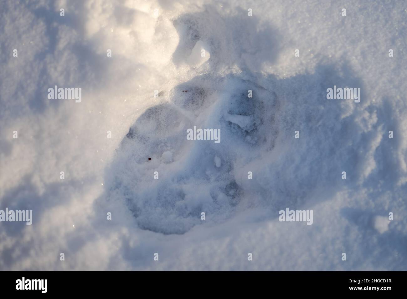 Des pistes de loup gris dans la neige.Les Carpathian Mountains, Pologne. Banque D'Images