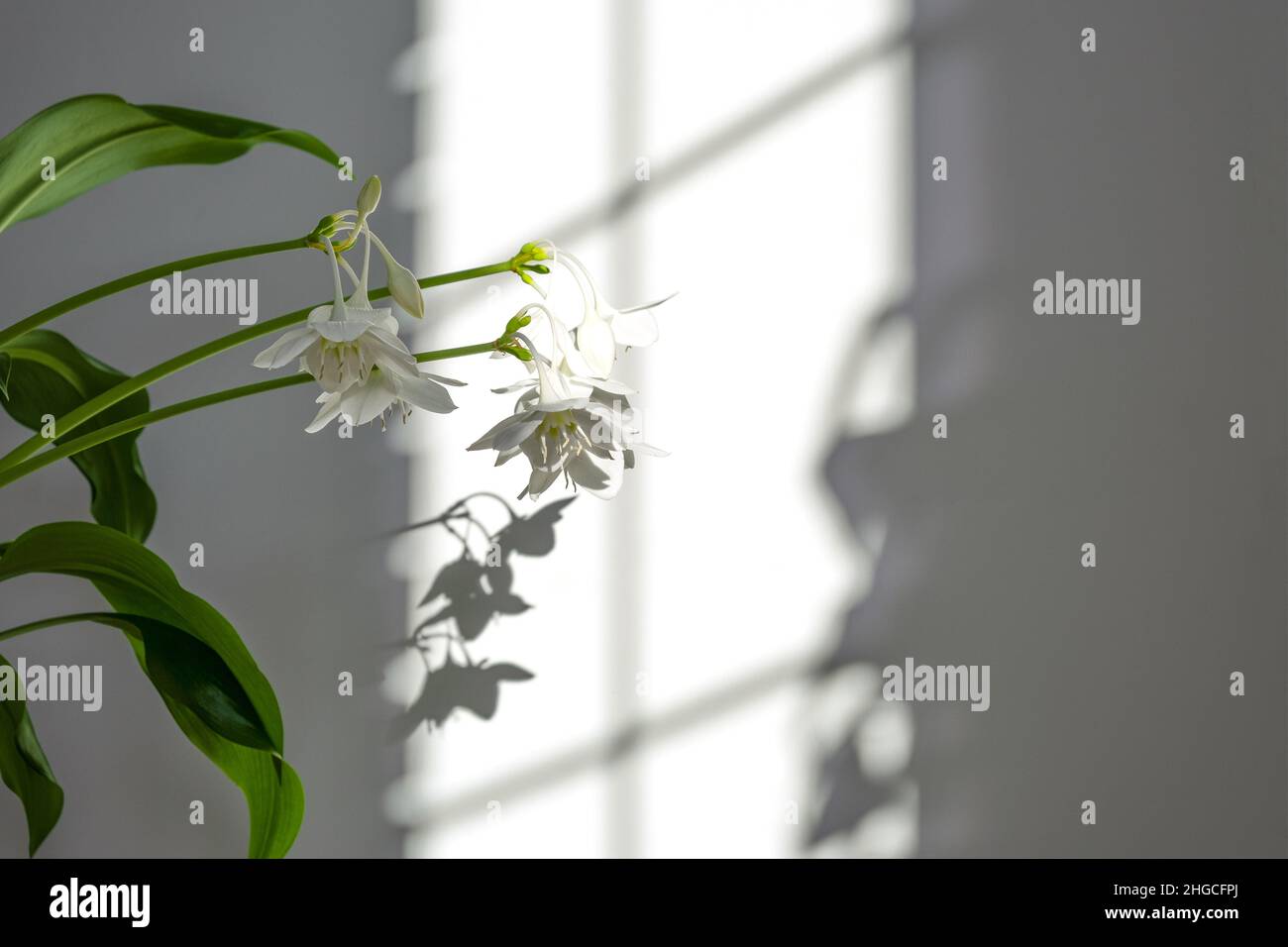 Feuilles vertes Eucharis pour la conception de composition.Plantez dans un pot de feuilles tropicales sur fond gris.Lumière du jour, ombres dures Banque D'Images