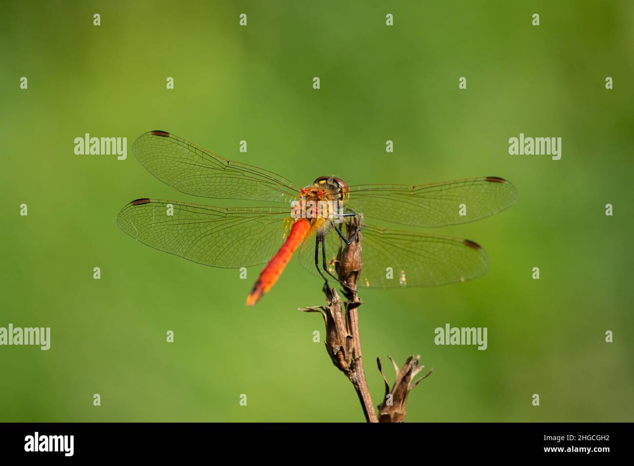 Une libellule de dard tachetée (Sympetrum depressiusculum) reposant sur une plante, jour ensoleillé en été Banque D'Images