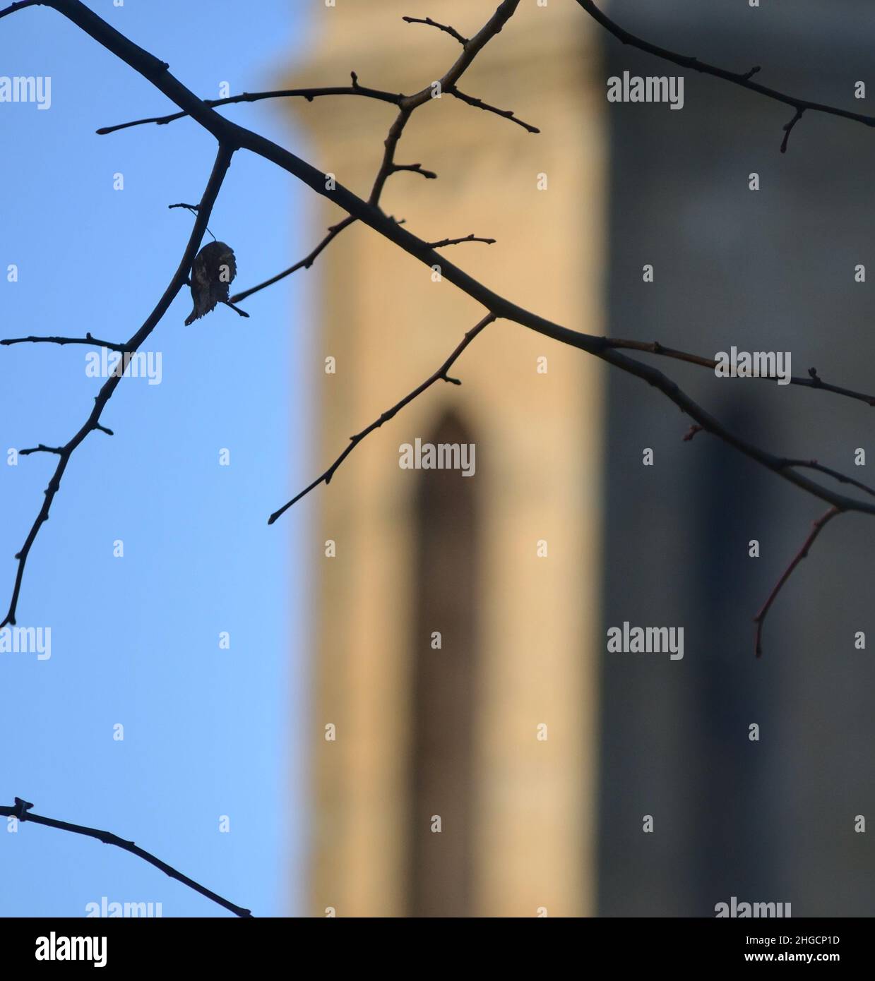 silhouette de branche d'arbre contre ciel bleu.Une section de la cathédrale historique vole sur le fond flou Banque D'Images