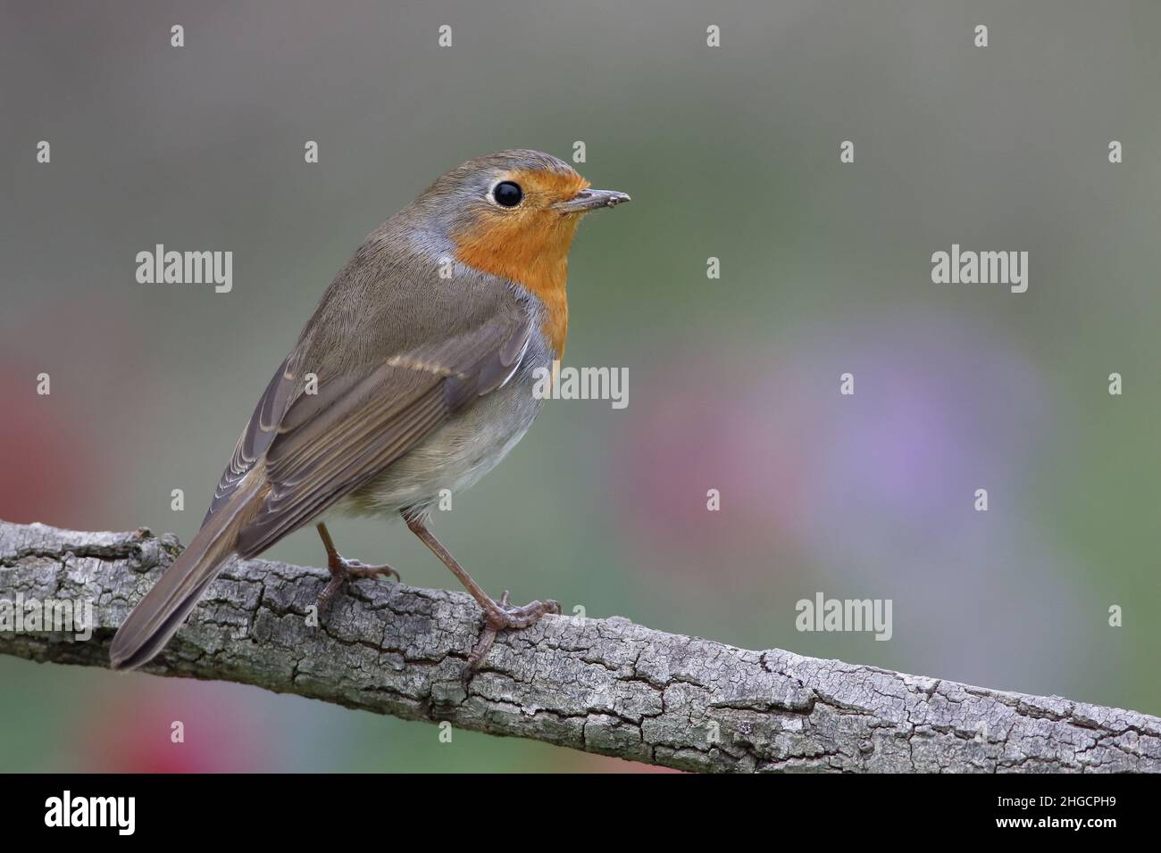 Le Robin européen (erithacus rubecula), le plus connu sous le nom de Robin Banque D'Images