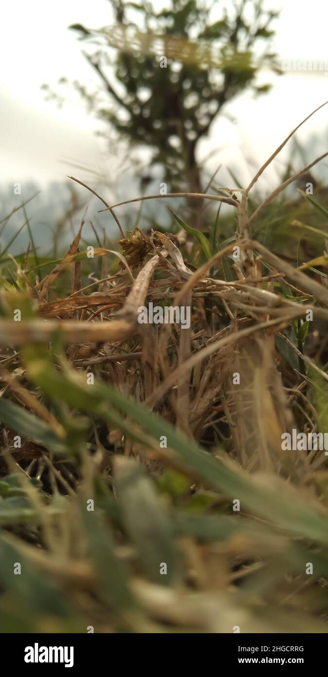 Gros plan sur l'herbe sèche dans le champ d'herbe Banque D'Images