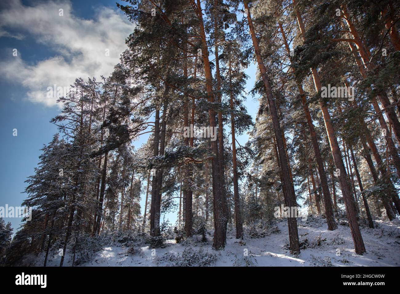 Paysage forestier enneigé avec des pins écossais, des arbres de Pinus sylvestris Banque D'Images