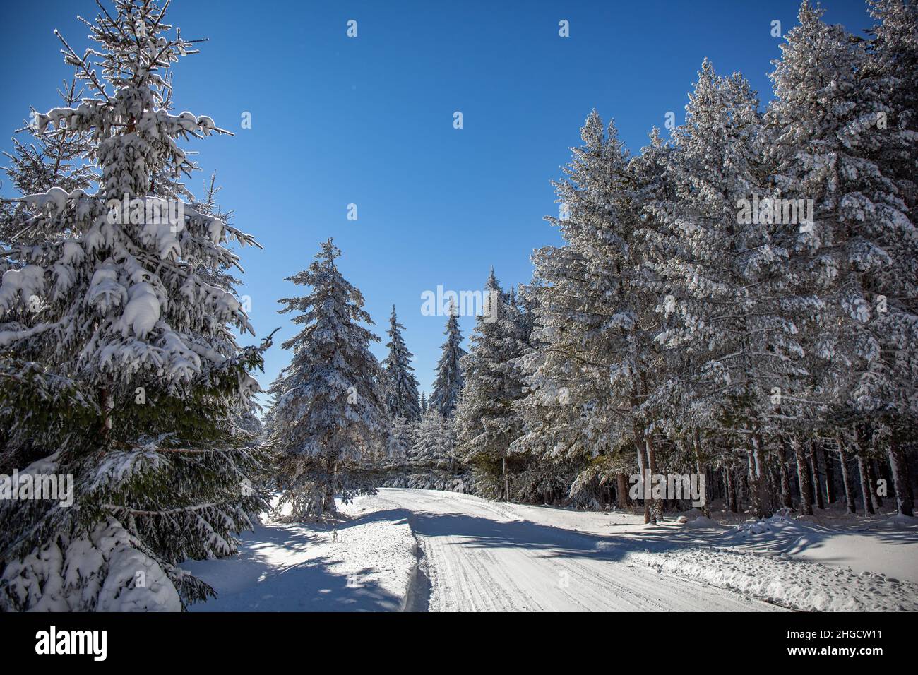 Route de montagne enneigée et pins enneigés lors d'une journée froide d'hiver Banque D'Images