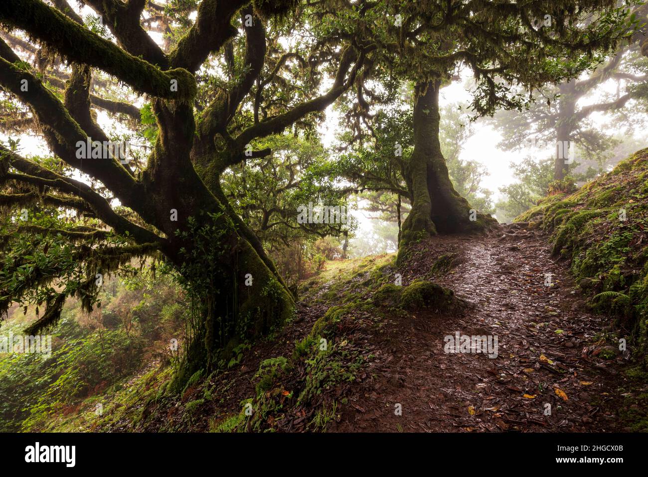 lauriers-anciens-banque-de-photographies-et-d-images-haute-r-solution