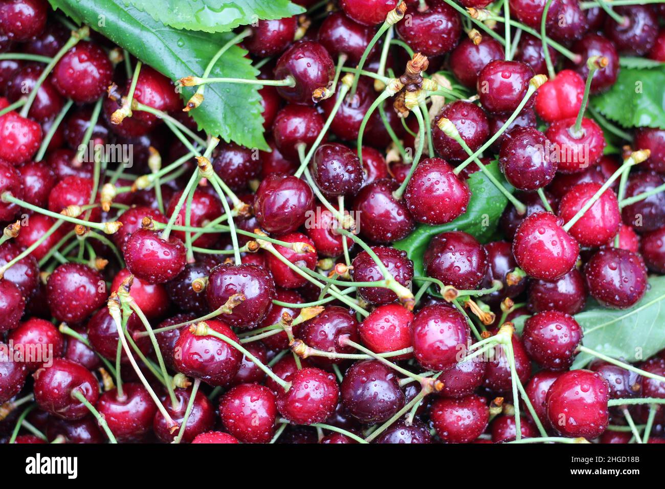 panier rempli de cerises fraîches, cerises de récolte, fond de cerise rouge foncé Banque D'Images