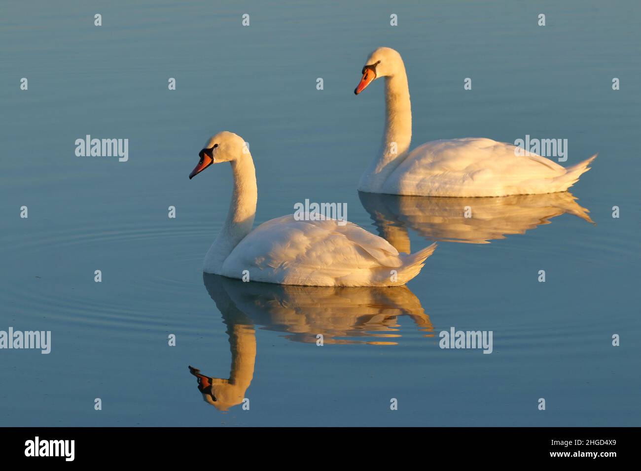 Des cygnes sur le lac aux couleurs chaudes du coucher du soleil Banque D'Images