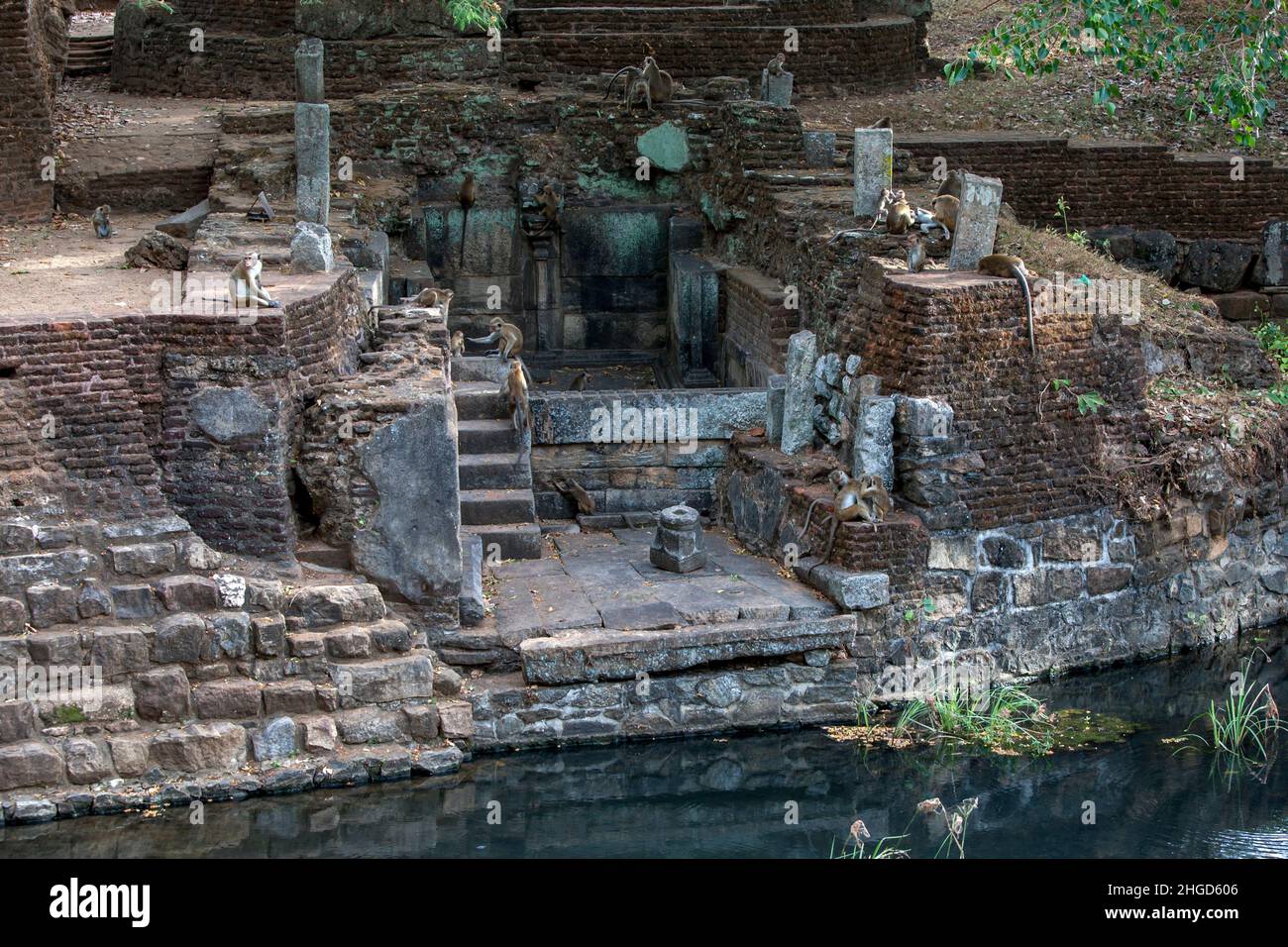 Toque macaques se rassembla sur les ruines des bains royaux du jardin de l'île, dans l'ancienne capitale sri-lankaise de Polonnaruwa. Banque D'Images