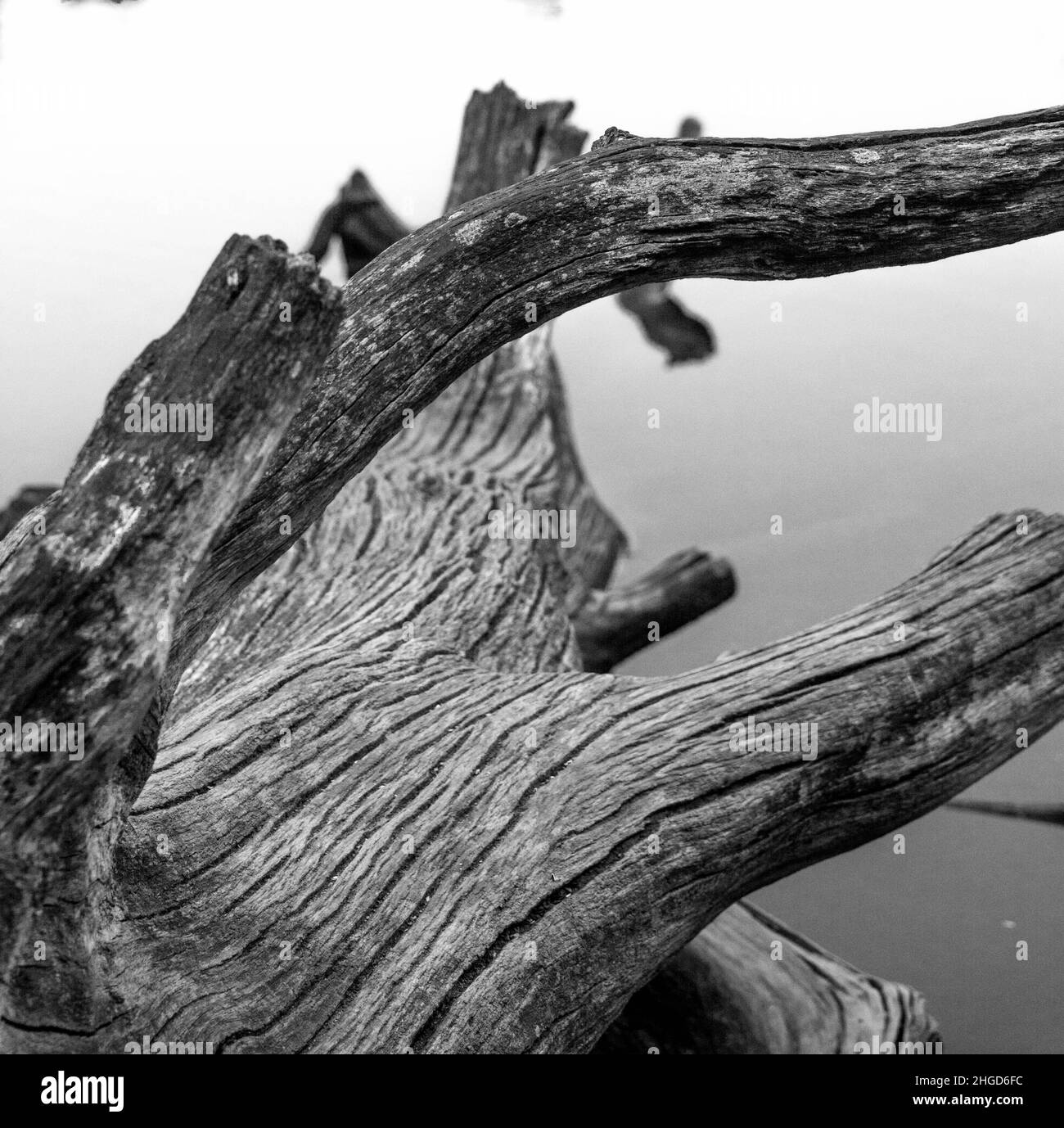 tronc d’arbre Banque D'Images