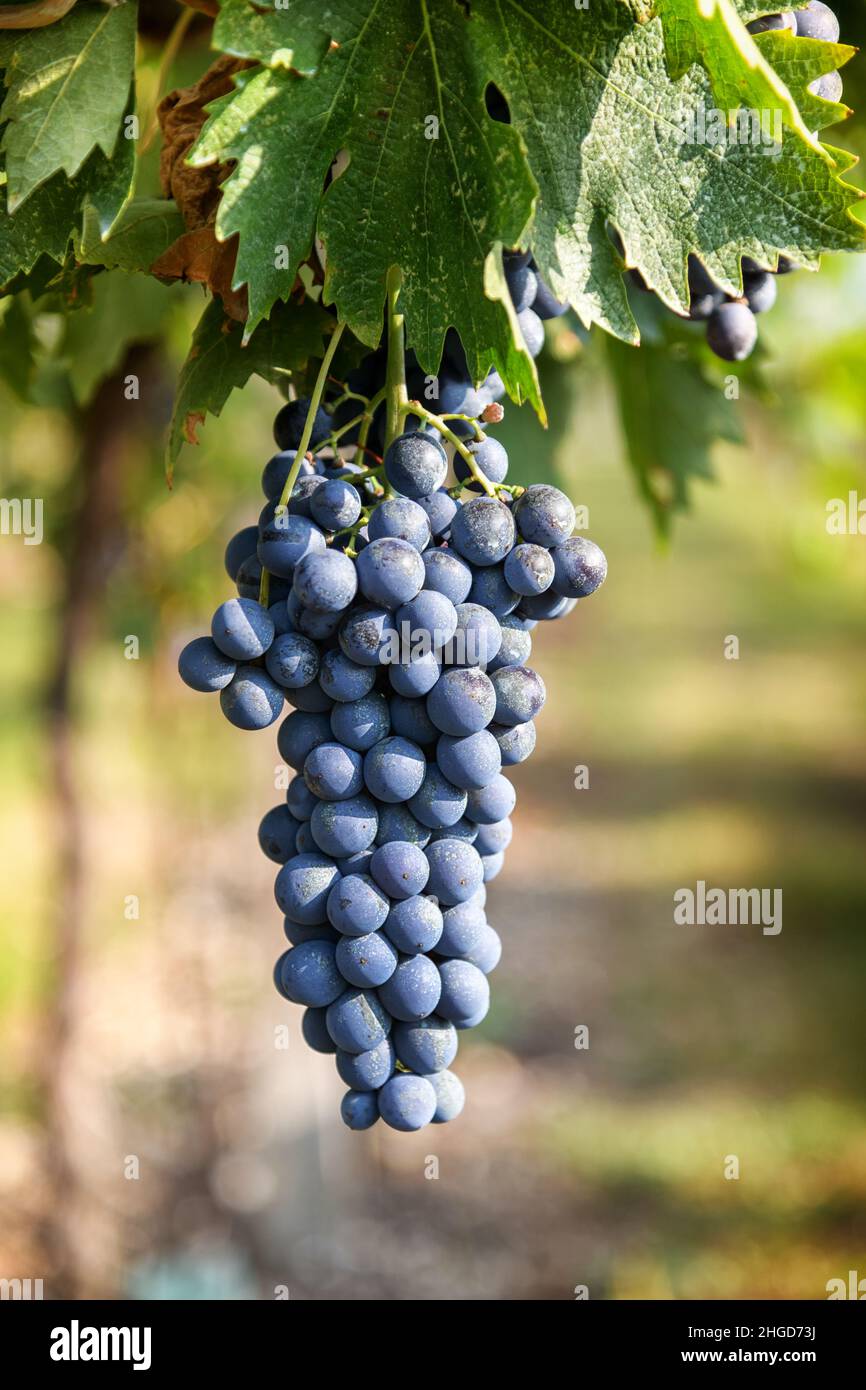 Bouquet de raisins noirs mûrs qui poussent dans le vignoble, accrochés d'une branche, vus en gros plan avec un arrière-plan flou Banque D'Images