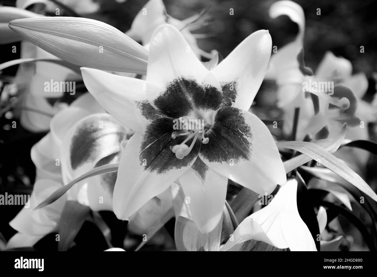 Fleur noir et blanc Banque D'Images