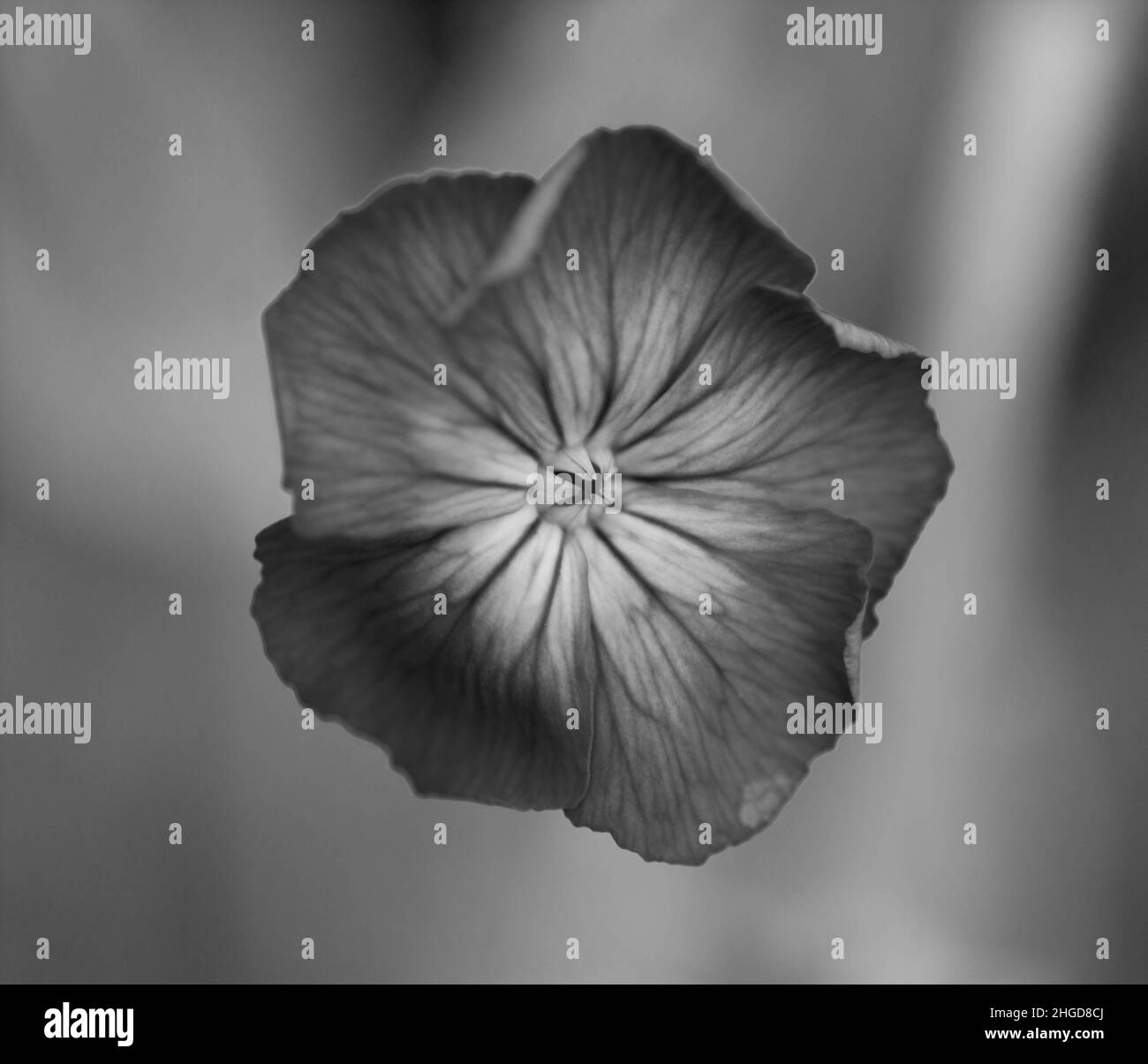 Fleur noir et blanc Banque D'Images