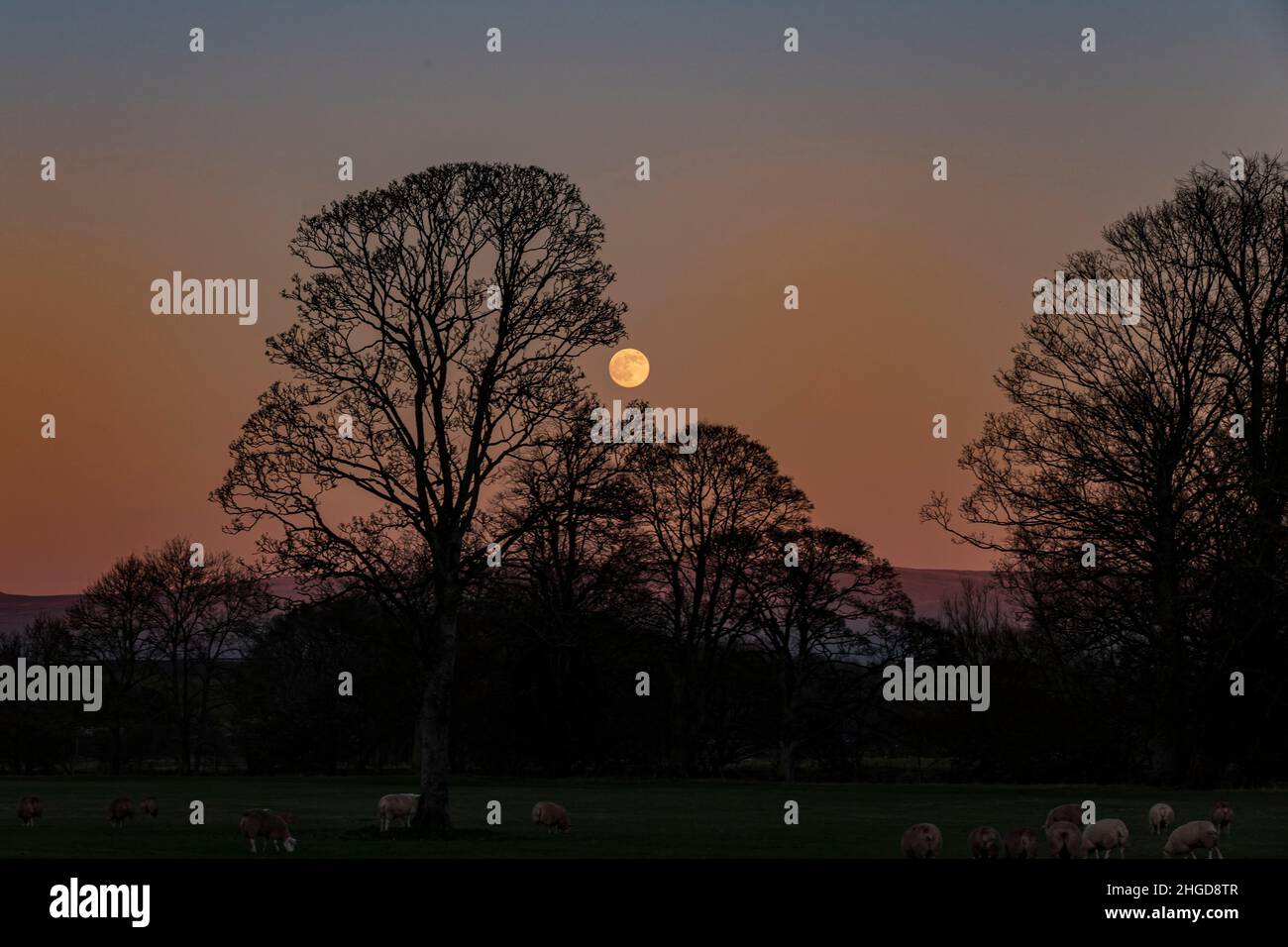 Silhouette d'un arbre avec la Lune qui s'élève contre le ciel rose connu sous le nom de ceinture de vénus Banque D'Images