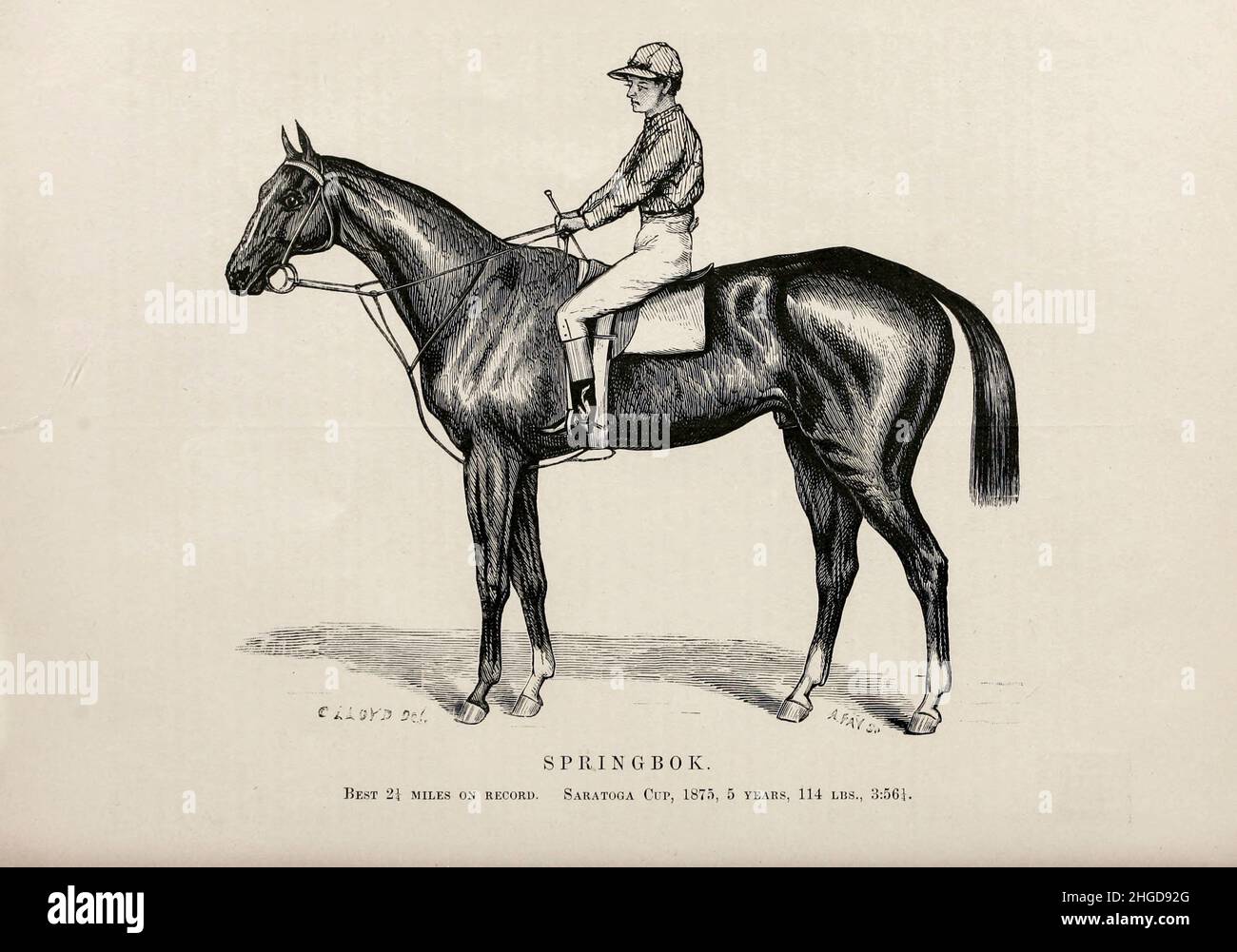Springbok dessiné par C. Lloyd [Springbok (1870–1897) est un cheval de course américain de race Thoroughbred qui a remporté les septième enjeux de Belmont en 1873.Foaled en 1870, il a été siré par l'étalon importé australien, son barrage était une fille de Lexington.Au cours de sa carrière de course, il a commencé 25 courses, en remportant 17.Outre le Belmont, Springbok a remporté la coupe Saratoga deux fois, en 1874 et 1875, et a été nommé Champion plus âgé de cheval masculin en 1874 et 1875.Après avoir pris sa retraite de l'hippodrome, il a sidré cinq gagnants de l'enjeu et est décédé en 1897.]Du livre ' célèbres chevaux de course américains ' publié en 1877 par porter et Co Banque D'Images
