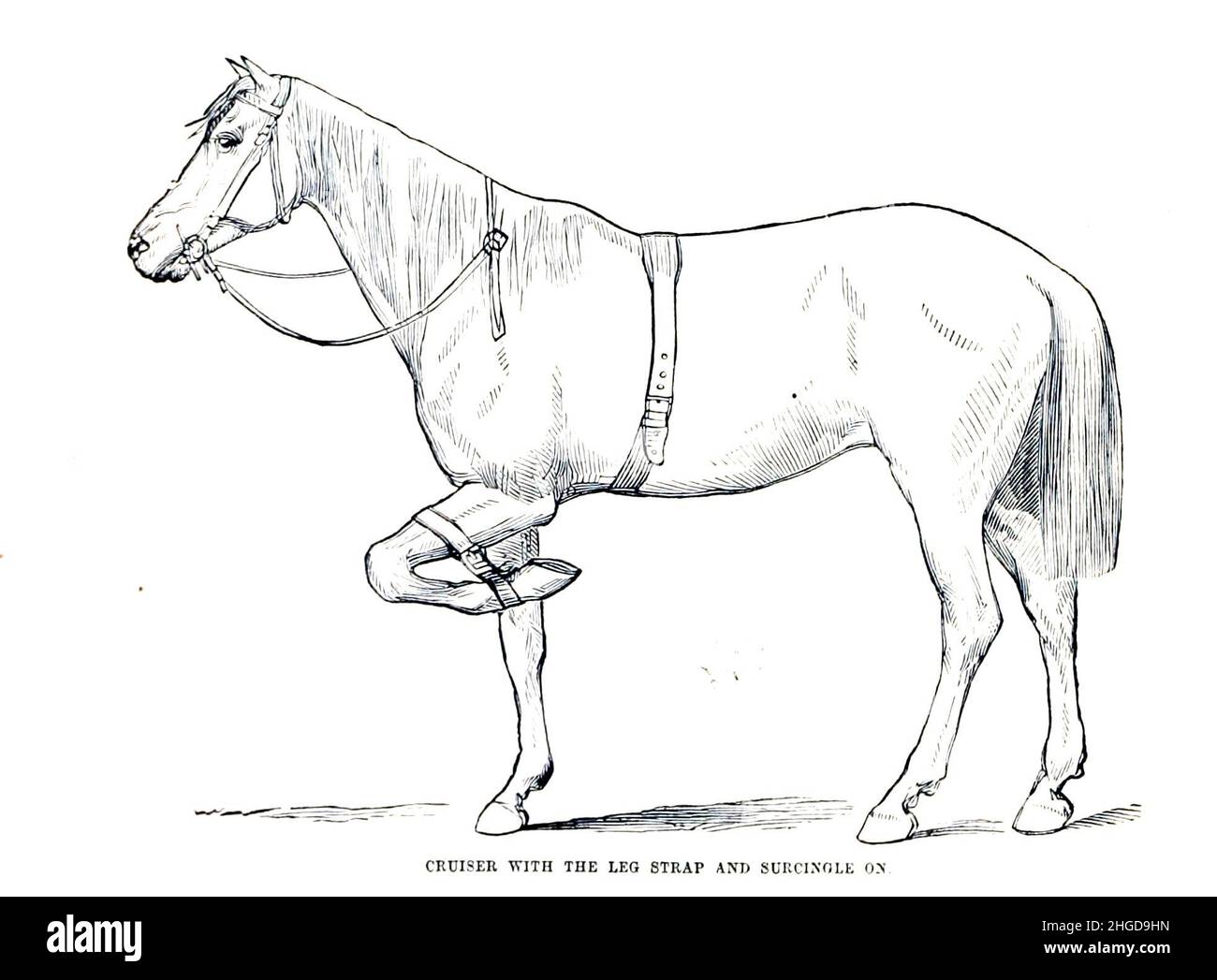 Cruiser avec la sangle de jambe et Surcingle sur la cyclopedia de chaque propriétaire de cheval : l'anatomie et la physiologie du cheval; les caractéristiques générales; les points du cheval, avec les directions pour le choisir; les principes de l'élevage, et le meilleur genre à reproduire;Le traitement de la jument de couvain et de l'ennemi; l'élévation et la rupture de la colt; les écuries et la gestion stable; l'équitation, la conduite, etc. Maladies,et comment les guérir.Les principaux médicaments et les doses dans lesquelles ils peuvent être administrés en toute sécurité; les accidents, les fractures et les opérations nécessaires dans chaque cas; la raquette, etc. Publier Banque D'Images