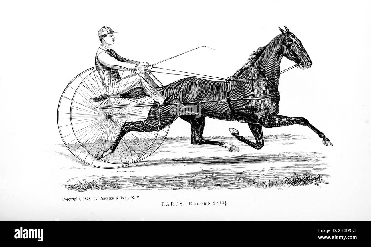 Foaled en 1867 à Greenport, New York, Rarus a été siré par Abdallah 15 de Conklin, de Nancy terrible.À l'âge de trois ans, il a été cassé pour s'harnais et a gagné sa première course autour de 3:00.De 1874 à 1876, sur le Grand circuit, Rarus réduit le record à 2:30 3/4.En 1878, il a trotté en 2:13 1/4, a été vendu à Robert Bonner pour $36 000 et a pris sa retraite.Le rarus est mort en 1892 à la ferme de Bonner. De la cyclopedia de chaque propriétaire de cheval : l'anatomie et la physiologie du cheval; les caractéristiques générales; les points du cheval, avec des directions comment le choisir; les principes de l'élevage, et le meilleur genre à Banque D'Images