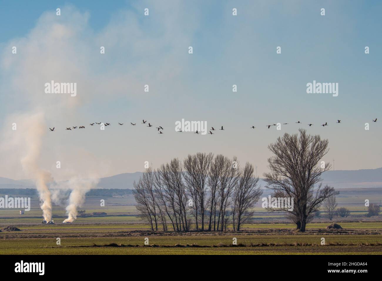 On voit des grues (Grus Grus) voler dans le lac Gallocanta en passant des panaches de fumée provenant de la combustion de débris agricoles. Banque D'Images