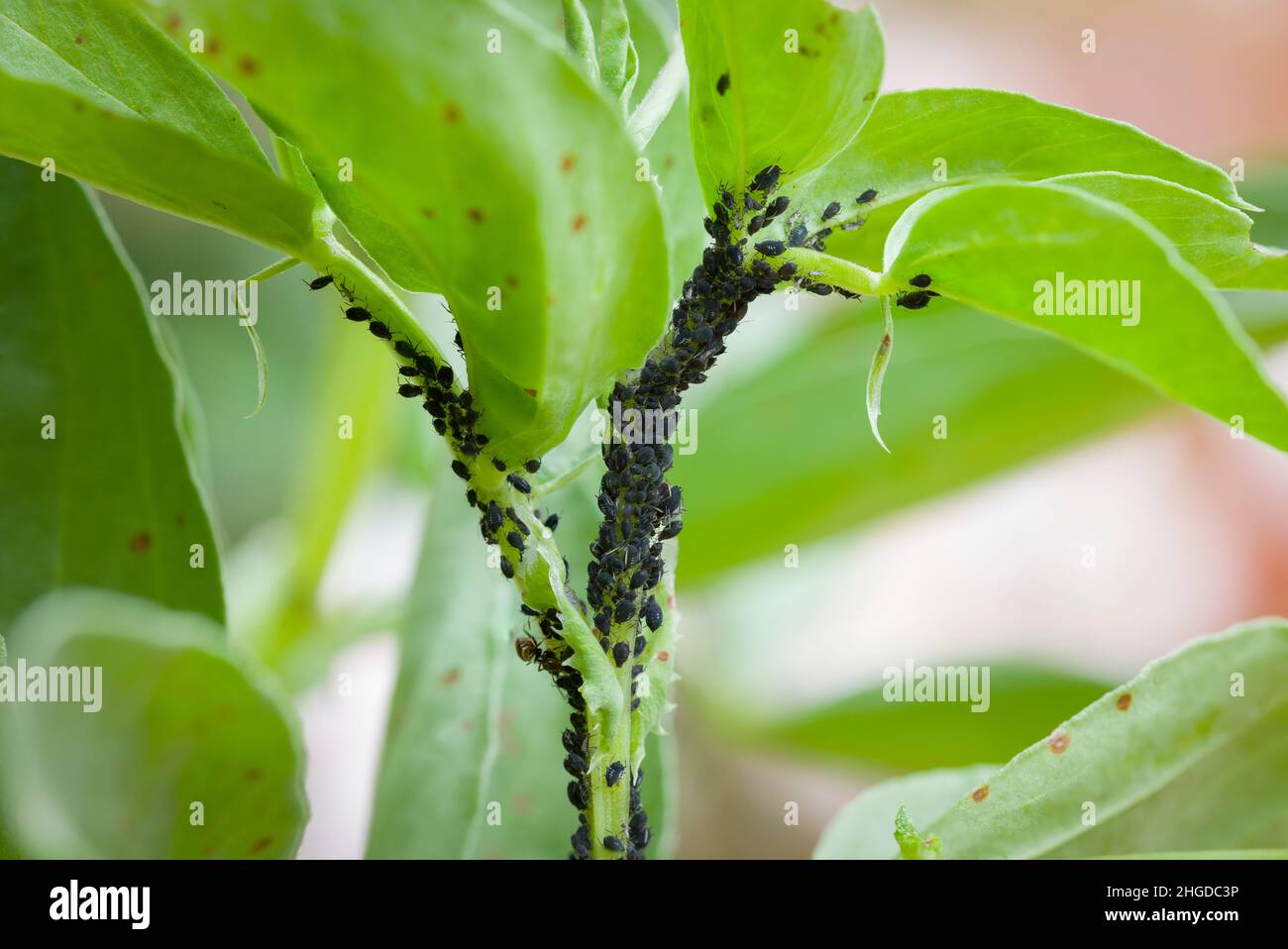 Pucerons, mouche noire (pucerons du haricot noir, mouche noire) sur les feuilles d'une plante de haricots larges, jardin britannique Banque D'Images