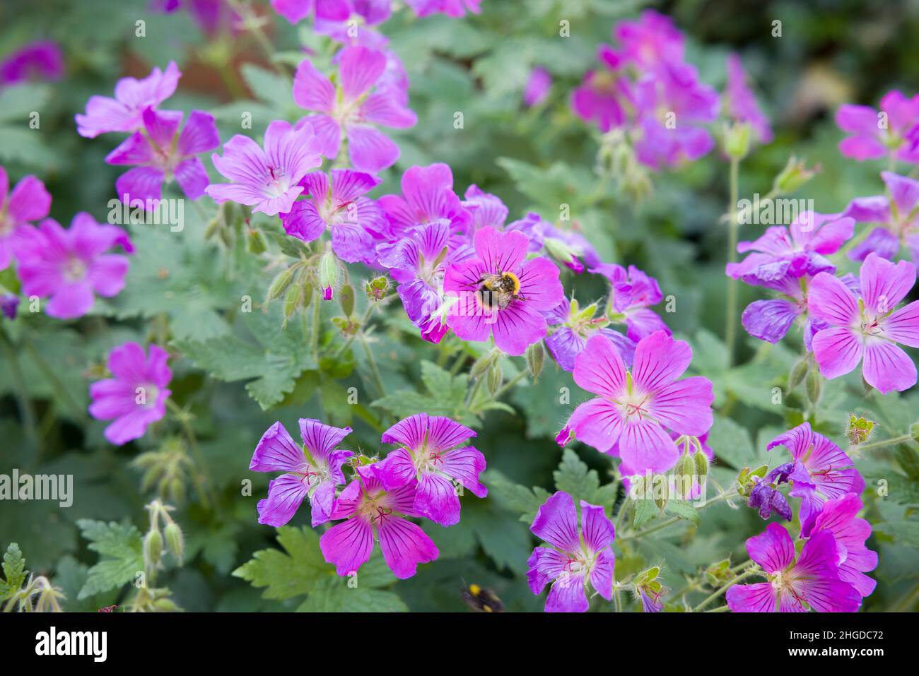 Géranium sylvaticum (bois cranesbill), plante vivace aux fleurs violettes au printemps, Royaume-Uni Banque D'Images