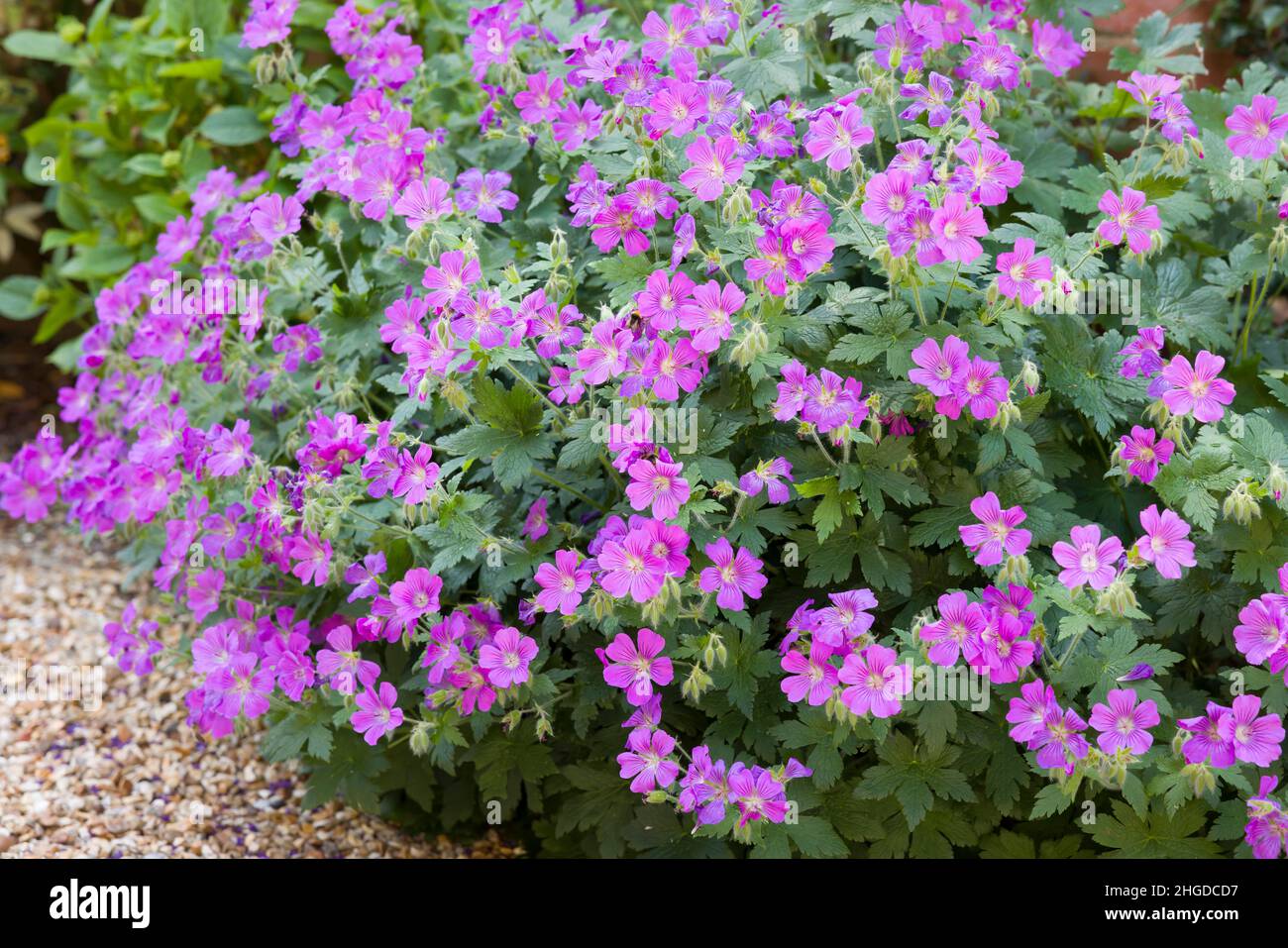 Géranium sylvaticum, géraniums endurcis, plante avec des fleurs au printemps poussant dans un jardin britannique Banque D'Images