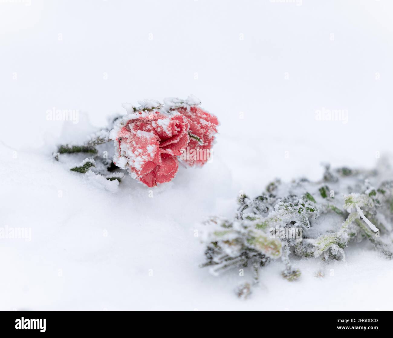 Fleur de rose congelée et branches vertes sur la neige Banque D'Images