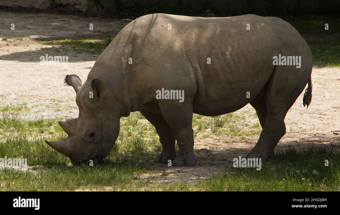 Rhinocero dans Safari Park à Dvur Kralove nad Labem, Bohême de l'est, République tchèque, Europe Banque D'Images