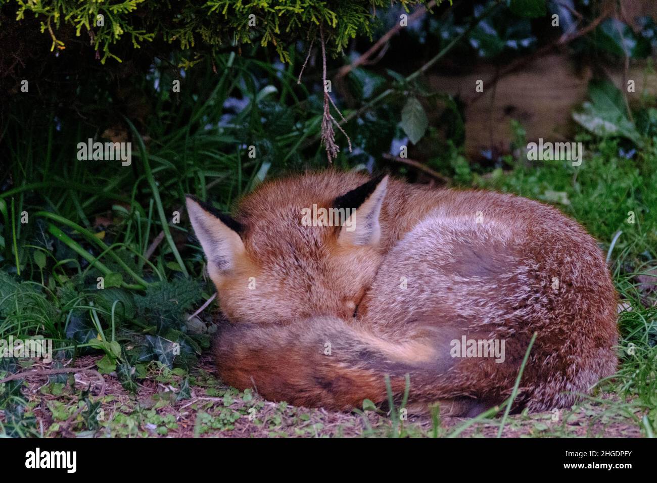 Un renard urbain reposant dans un jardin domestique Banque D'Images