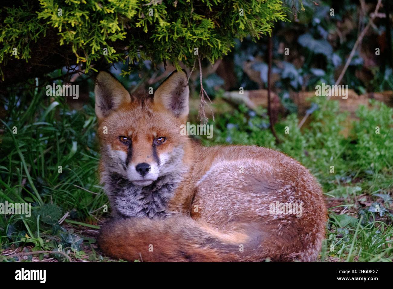 Un renard urbain reposant dans un jardin domestique Banque D'Images