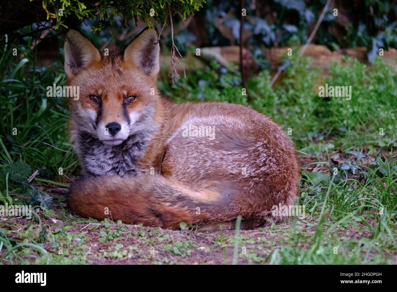 Un renard urbain reposant dans un jardin domestique Banque D'Images