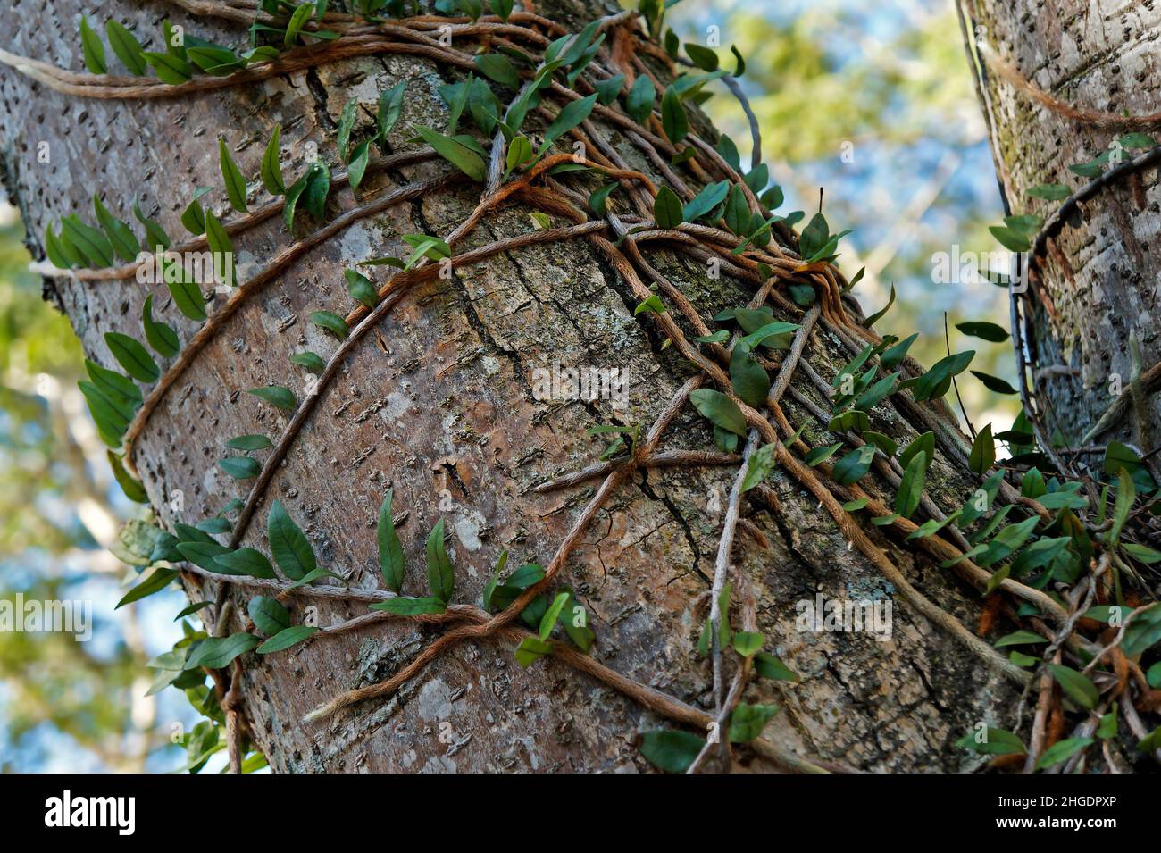 Plantes épiphytiques sur le tronc d'arbre (Microgramma squamulosa) Banque D'Images