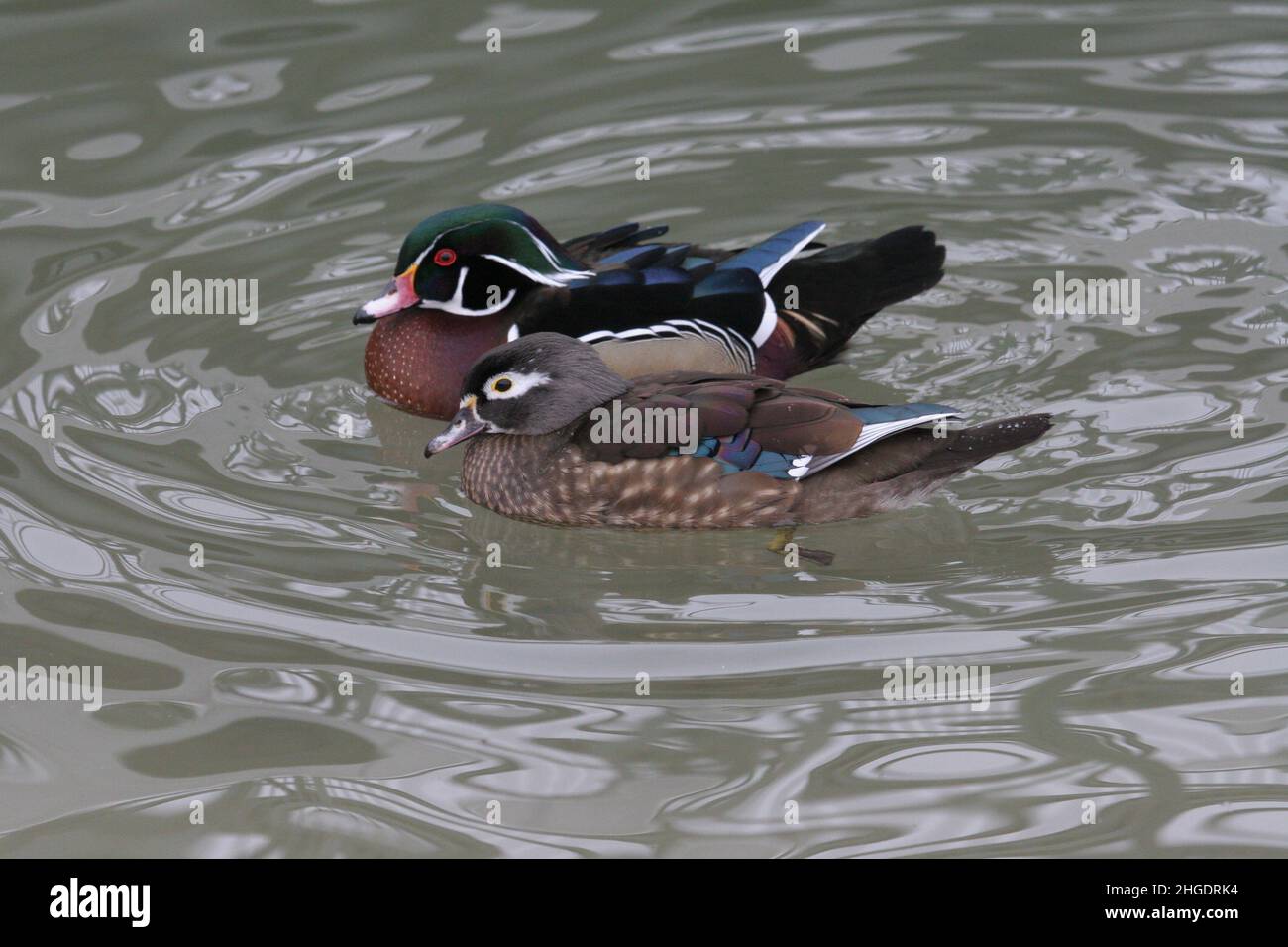 Un couple de canards de bois (Aix Sponsa) naissent dans un étang Banque D'Images