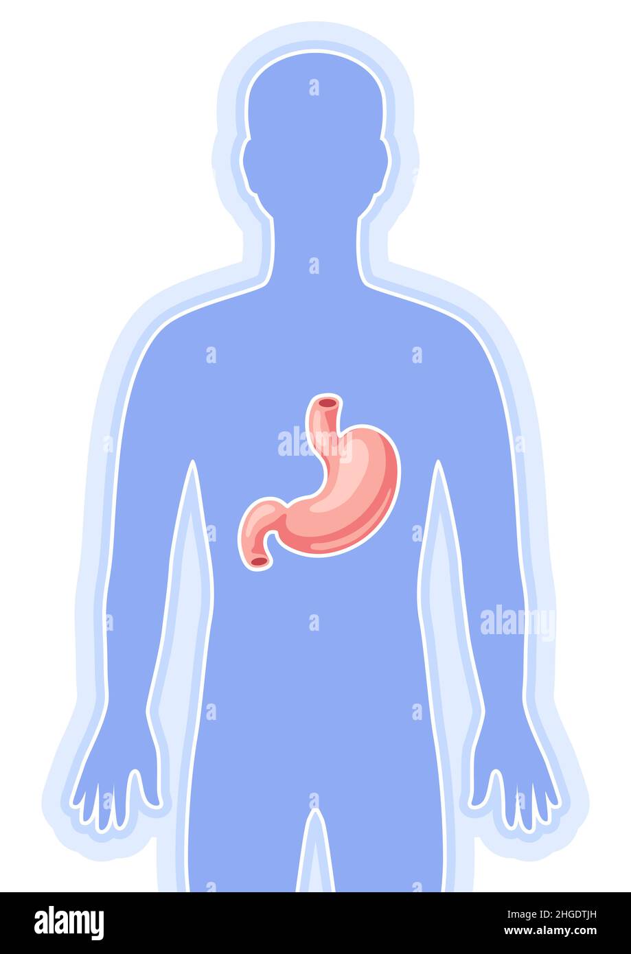 Illustration avec organe interne de l'estomac.Anatomie du corps humain.Soins de santé et image médicale. Illustration de Vecteur